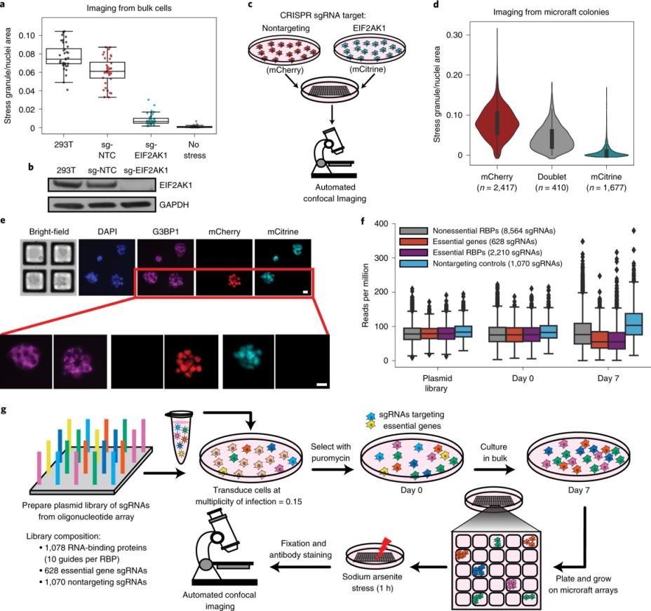 Gyógyszerészeti Labor Gélképalkotó