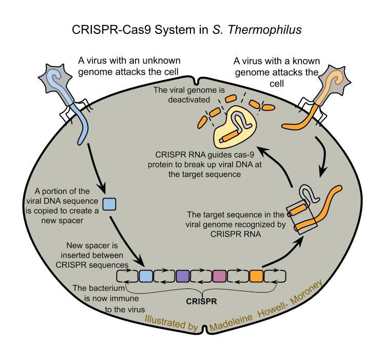 Fókuszált ultrahangos műszer