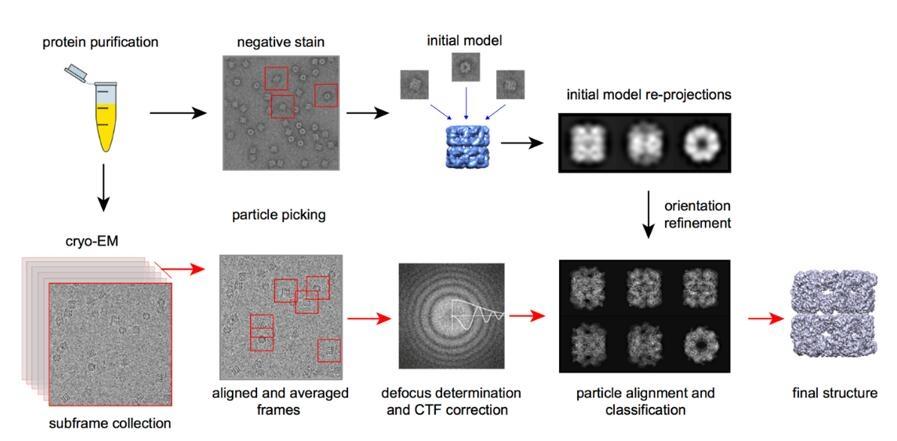 Cryo-EM: Biomolekulák vizualizációja majdnem atomi felbontáson