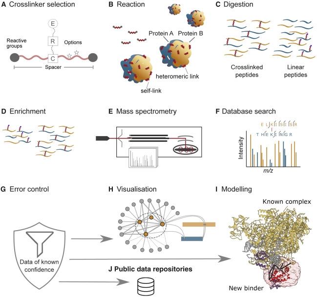 XL-MS: Fehérjekölcsönhatások feltérképezése a szerkezeten túl